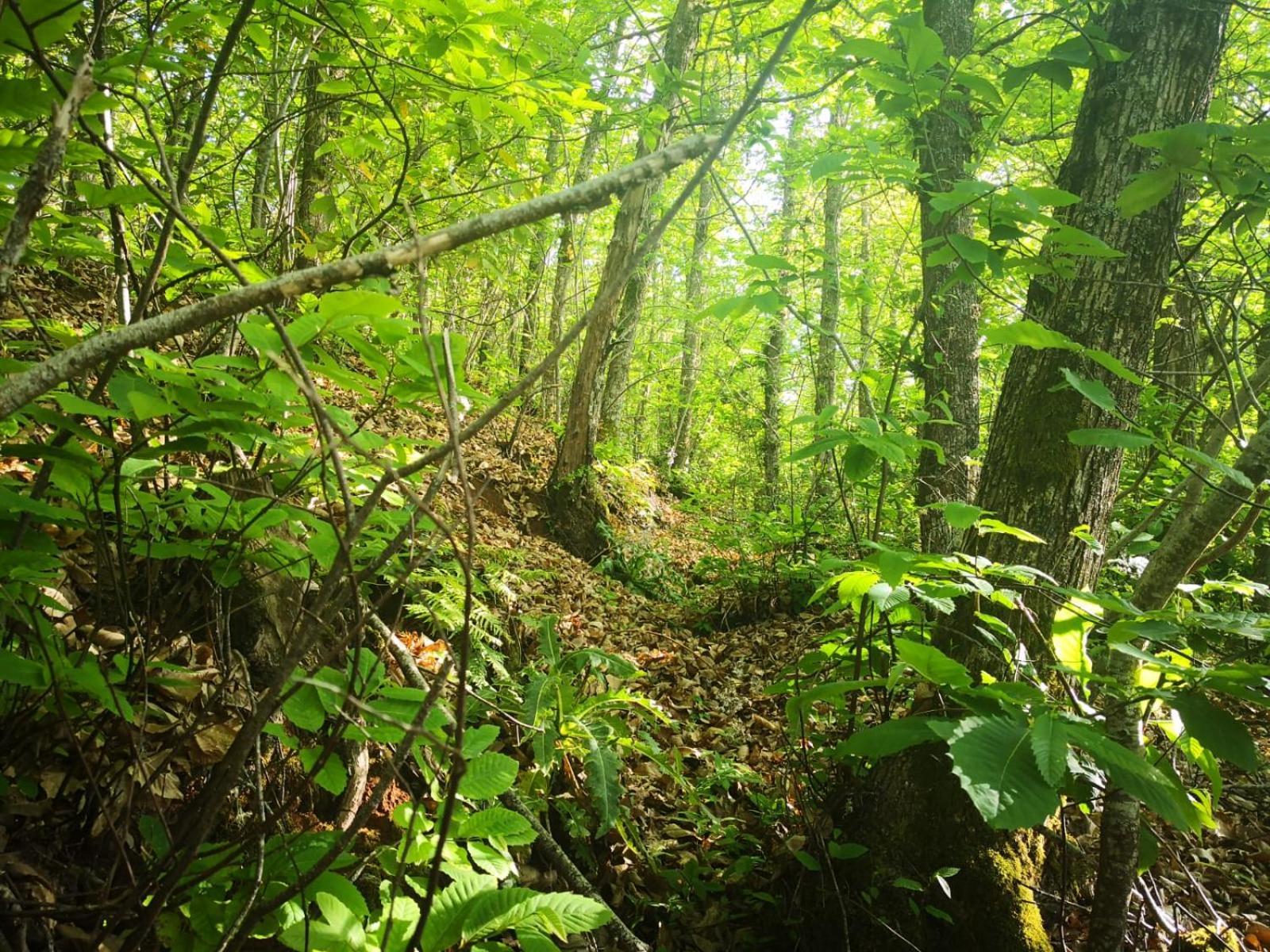 Finca Naturacanaria Moya  Ngoại thất bức ảnh