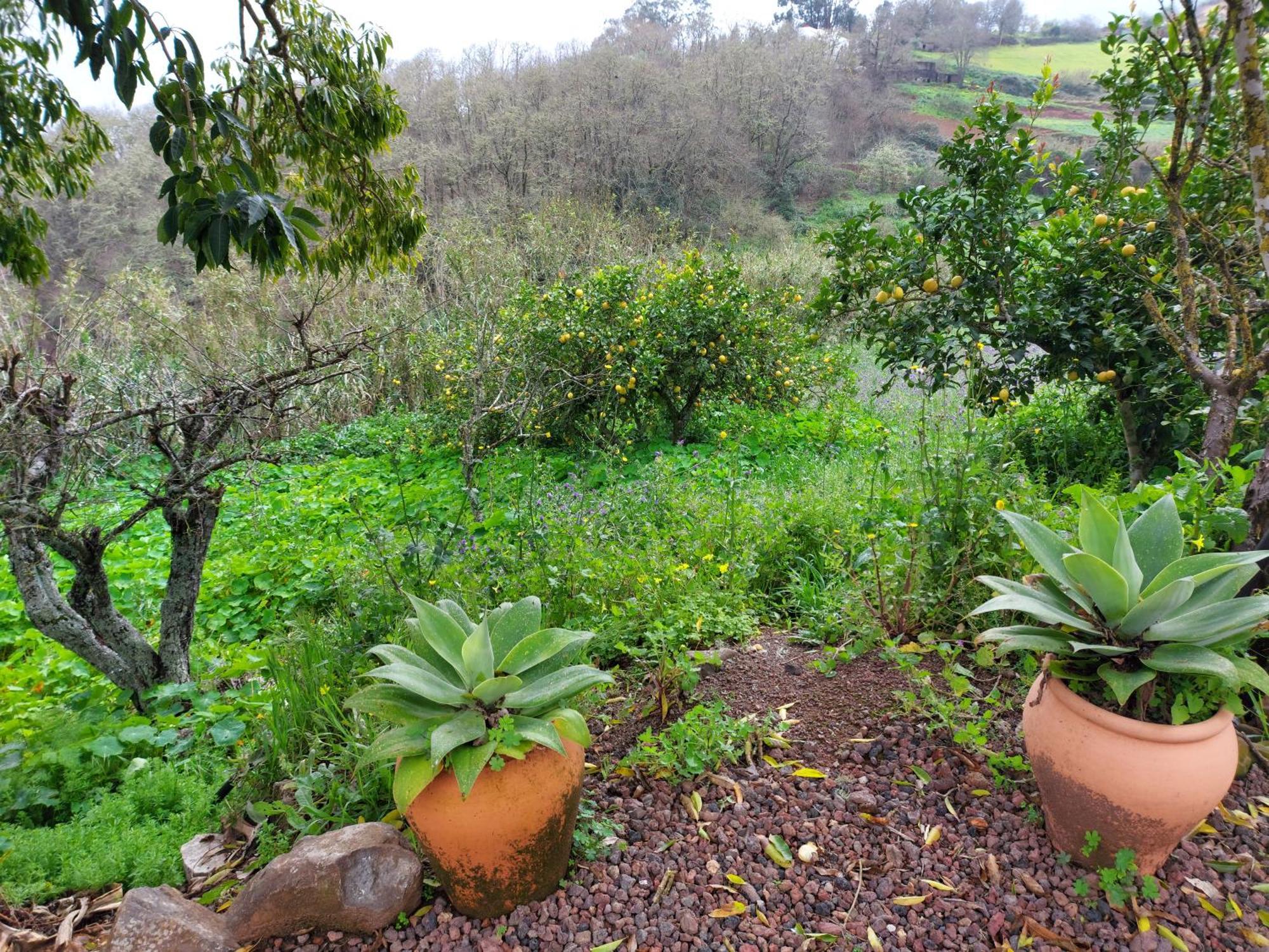 Finca Naturacanaria Moya  Ngoại thất bức ảnh